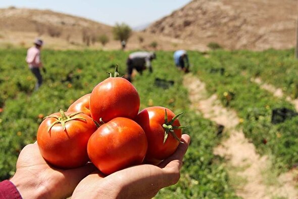 بخش کشاورزی؛ یکی از بزرگترین کارفرمایان در مناطق روستایی