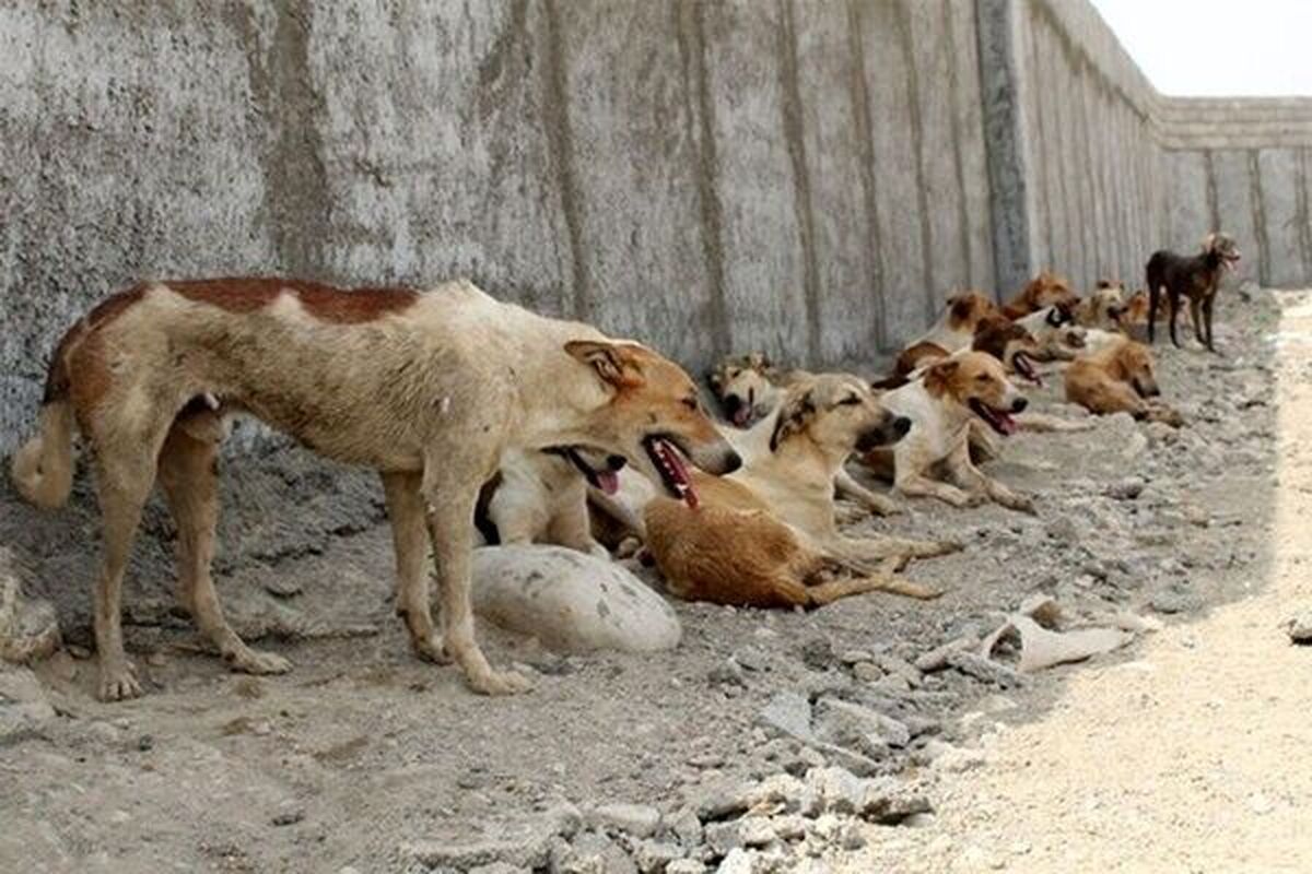 این ویدئو جولان سگ‌ های ولگرد در دماوند را نشان می‌دهد که سگ‌ها یک میش را در روستای «مومج»زنده زنده می‌خورند.