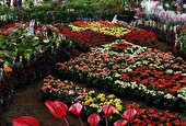 نمایشگاه تخصصی گل و گیاه در مشهد گشایش یافت