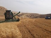 آغاز برداشت جو از مزارع اندیکا