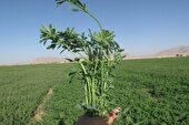 سطح زیرکشت یونجه در همدان کاهش یافت