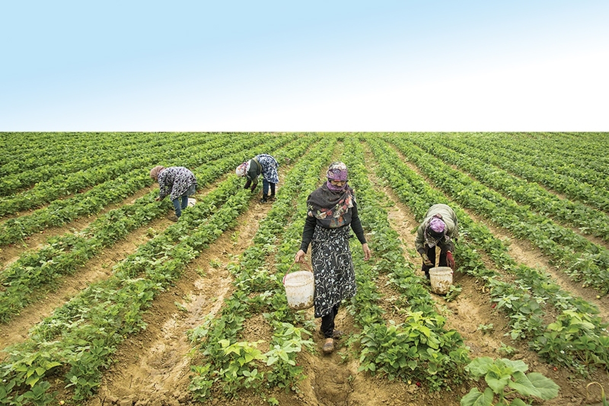 طبق آخرین آمارهای وزارت جهاد کشاورزی، میزان تولید محصولات کشاورزی و مواد غذایی هم اکنون به ۱۳۰ میلیون تن رسیده که این مهم البته با توجه به اسناد بالادستی در زمینه امنیت غذایی باید به ۱۶۰ میلیون تن برسد.