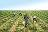بذر خودکفایی به بار نشست