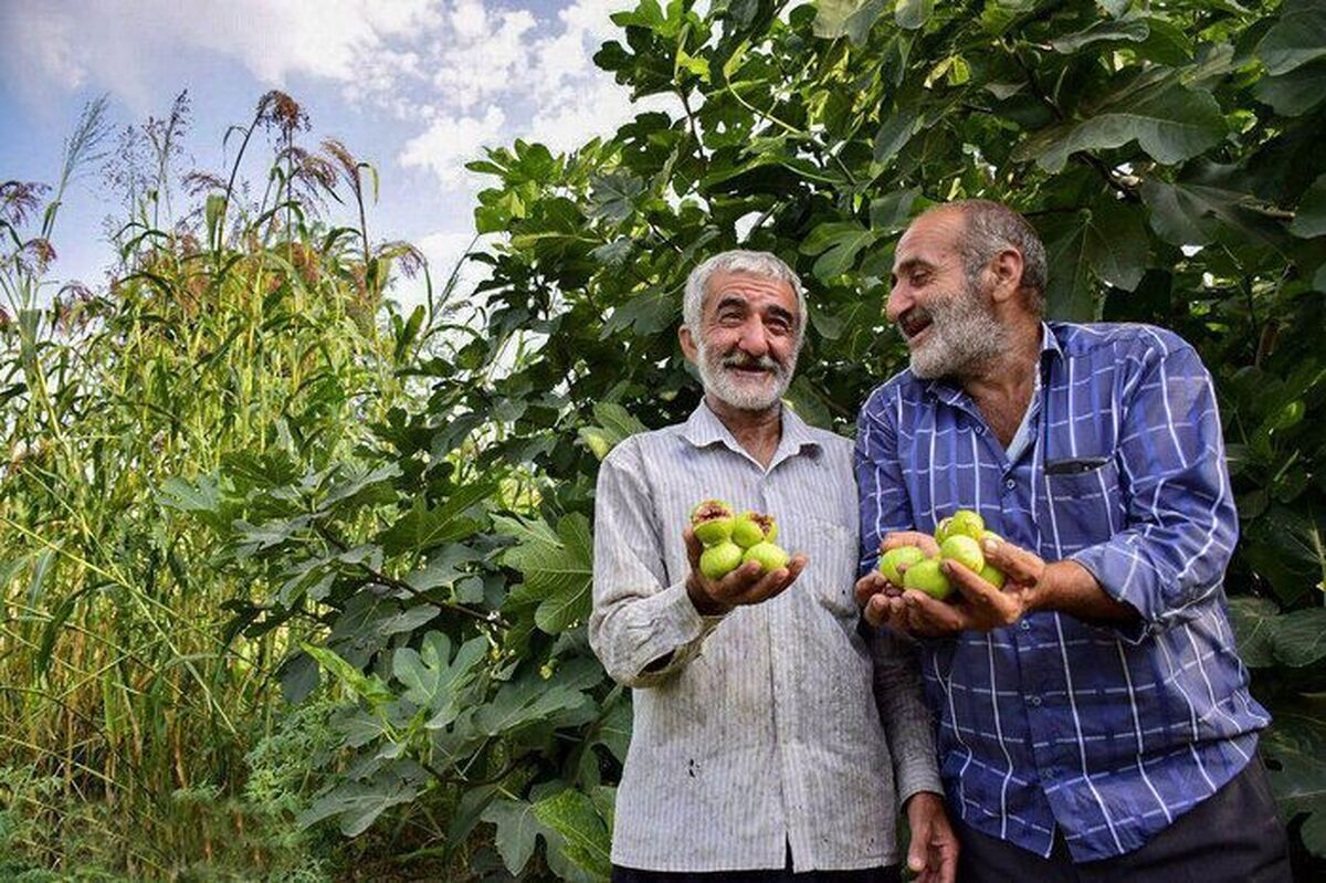 مهدی اعیان‌منش،مدیر جهاد کشاورزی شهرستان استهبان از پایان بهارکنی درختان انجیر شهرستان استهبان خبر داد و گفت: عملیات بهارکنی در سطح ۲۶هزار هکتار از باغ‌های شهرستان به منظور تهویه خاک، کنترل علف هرز، افزایش جذب و نگهداری آب و از بین بردن لارو آفات انجام شده است.