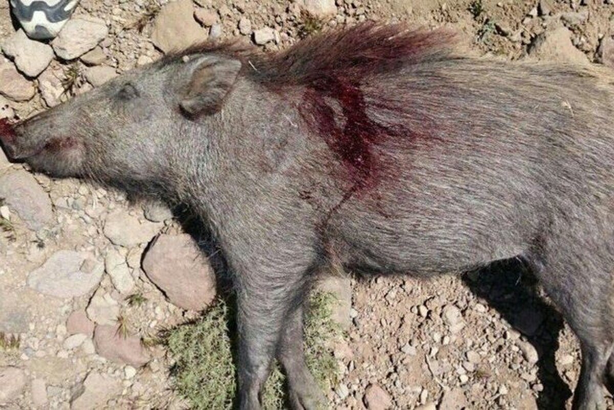 کشف لاشه و اجزای ۳۸ گراز وحشی در دماوند