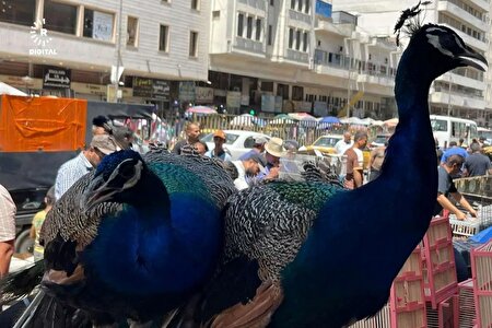 ببینید | بازار عجیب بغداد