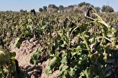 خسارت ۲۰ هزار میلیارد ریالی سرمازدگی به کشاورزان همدان