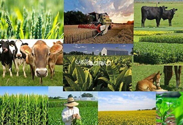 آذربایجان شرقی در تولید ۱۷ محصول کشاورزی رتبه برتر کشور را دارد