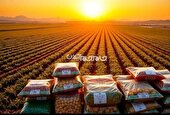 افزایش ۶۲ درصدی صادرات محصولات کشاورزی از مراکز قرنطینه گیاهی آذربایجان‌شرقی