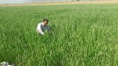 پایش مزارع گندم وجو در دهستان فراغه