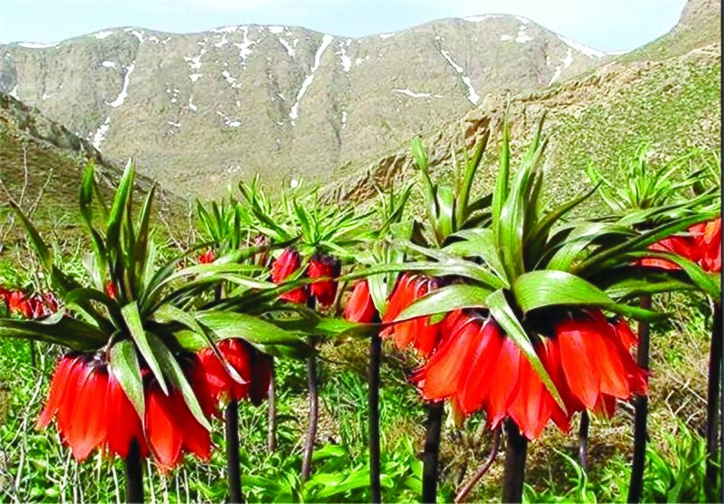 بهاریترین دشتهای ایران کجایند؟