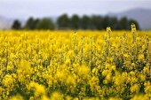 خرید ۵۵ هزار تن کلزا از کشاورزان خوزستانی
