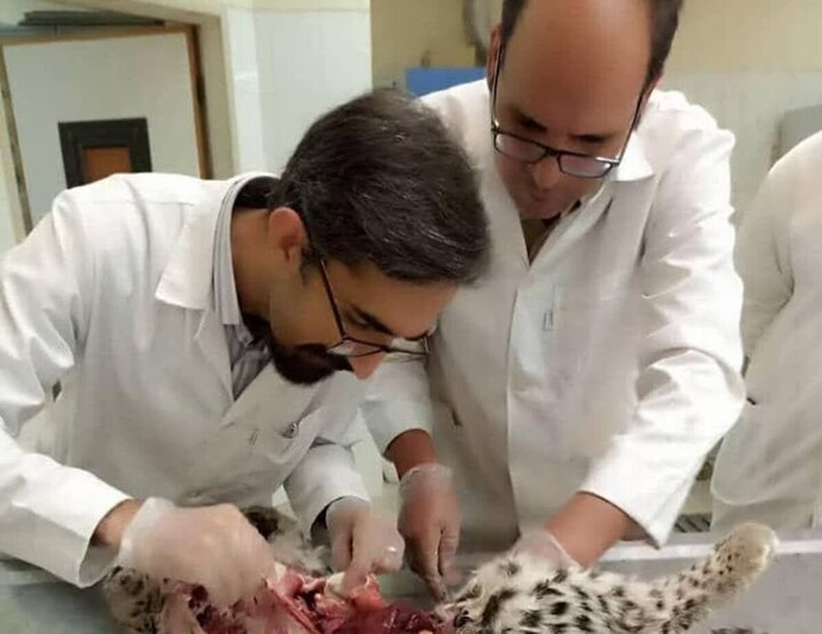 بررسی علت مرگ دو توله پلنگ ایرانی در پارک ملی خبر شهرستان بافت