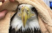 ببینید | نجات عقاب
