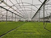 به نام گلخانه، به کام خانه باغ