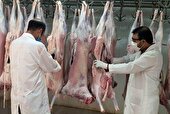 نظارت ۹۳ اکیپ دامپزشکی خوزستان بر ذبح دام در عید سعید قربان