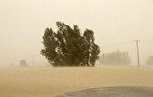 جنگل‌های تاغ؛ نگهبانان بی‌دفاع بیابان