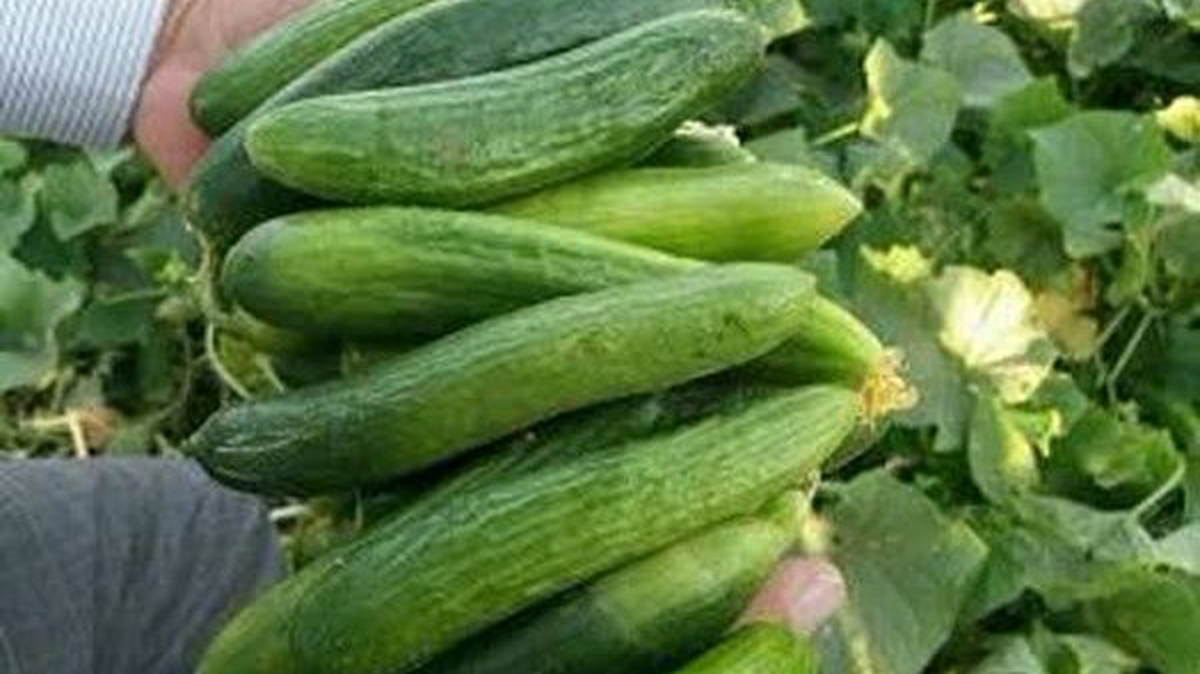 سیده فاطمه حسینی، مدیر جهاد کشاورزی باشت گفت، پیش بینی می‌شود از اراضی زیر کشت خیار بیش از ۲۰۰ هزار تن از این‌محصول برداشت و روانه بازار شود.