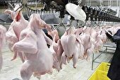 ۱۸ کشتارگاه صنعتی طیور در مازندران فعال است