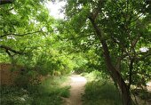 باغات در آستانه نابودی