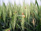 اجرای طرح مبارزه با آفت سن گندم در ۸۵ هزار هکتار از اراضی آذربایجان شرقی