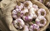 طعم اول سیر ایران از مزارع همدان می‌آید