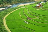 آبیاری تناوبی ۸۰۰۰ هکتار از شالیزارهای نور