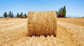 صادرات کاه حبوبات از خرمشهر به بازارهای منطقه‌ای