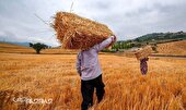 خرید ۴۶ هزار تن گندم در استان سمنان