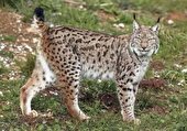 سیاهگوش ایرانی پس از تیمار و بازتوانی در آغوش طبیعت گیلان رهاسازی شد
