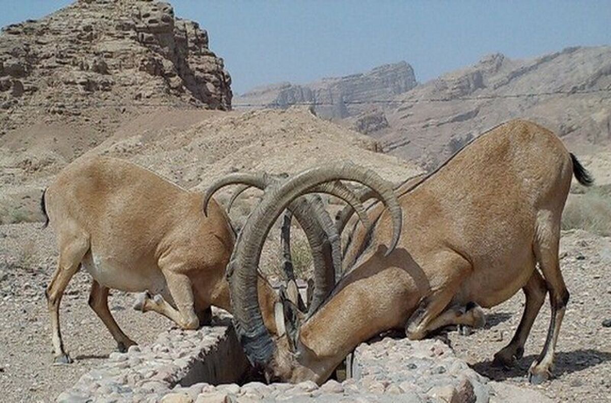 ببینید | معلم گچسارانی؛ ایثارگر آب برای حیات وحش در گرمای سوزان تابستان