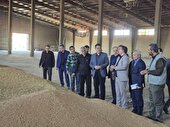 پیش بینی خرید ۸۰هزارتن گندم در شهرستان اردبیل