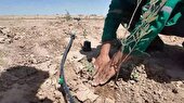 گیاهان دارویی در بوستانهای یزد کاشت می شوند
