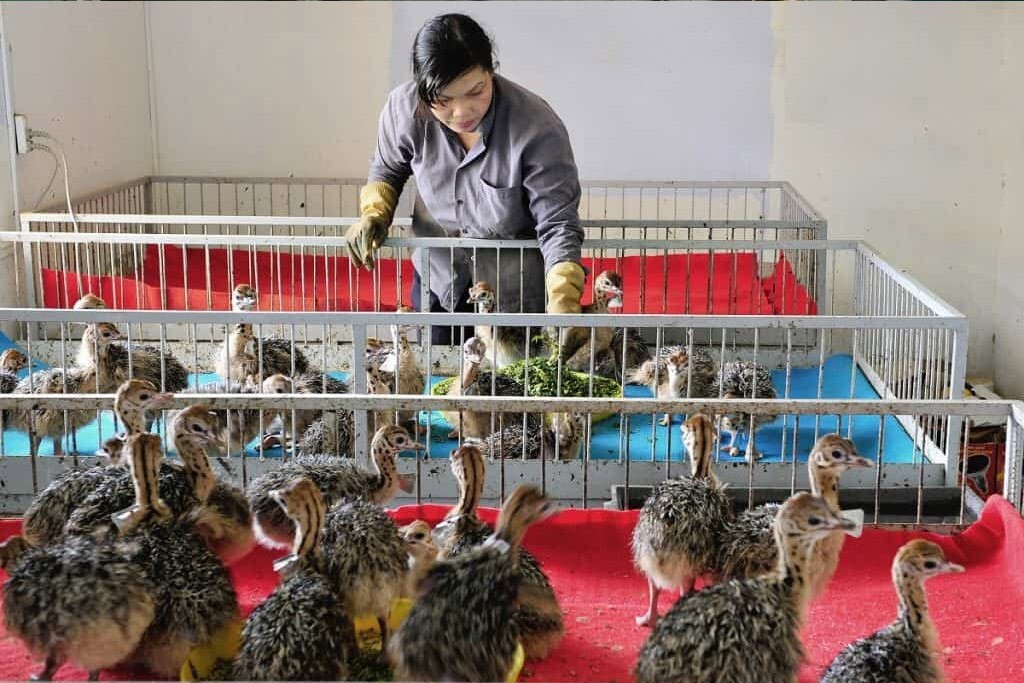 ۱۰ نکته مهم در جوجه کشی از شترمرغ