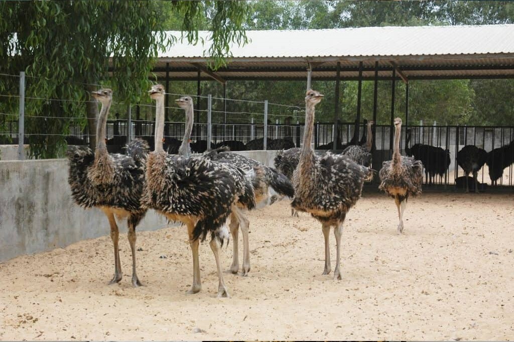 ۱۰ نکته مهم در جوجه کشی از شترمرغ