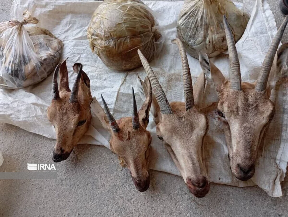 دستگیری شکارچیان غیرمجاز در کوه‌های لامرد