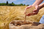پیش بینی خریدتضمینی دوهزار تن گندم در سال زراعی جاری