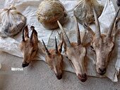 دستگیری شکارچیان غیرمجاز در کوه‌های لامرد