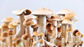 اکسیر جوانی با قارچ‌های جادویی
