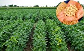 کشت سویا برای نخستین بار در کرخه