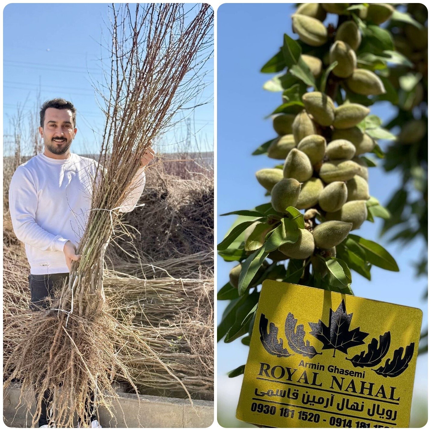 هر بادامی، بادام سودآور نیست! رویال نهال راز را فاش می‌کند!