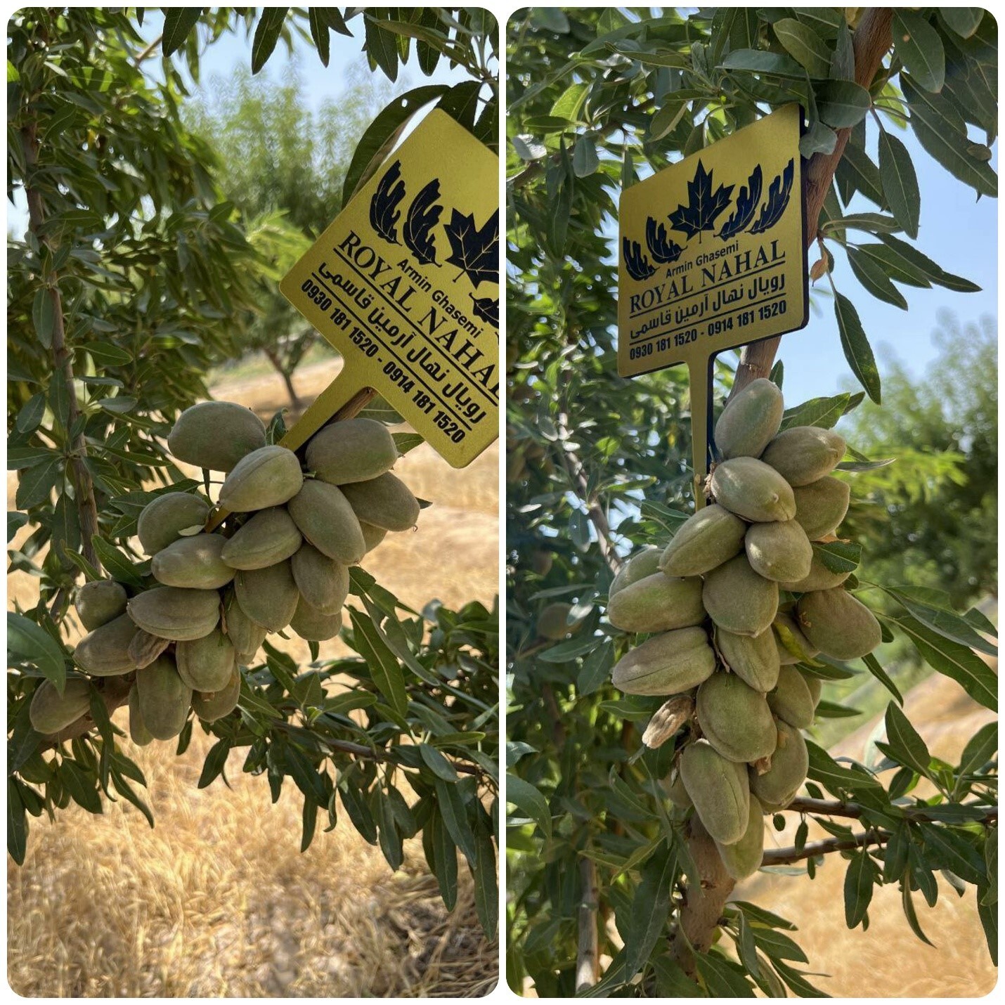 بالاخره بهترین نهال بادام را از کجا بخریم؟