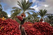 خرمای بوشهر به بازار نمی‌رسد