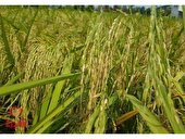 مبارزه با عوامل خسارتزا در 7500 هکتار از شالیزارهای نکا