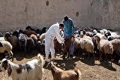 ایمن سازی بیش از ۶۵ هزار راس دام سبک علیه بیماری آبله در هفتکل