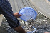 رهاسازی ۴۵هزار قطعه بچه ماهی بومی در لالی