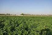 افزایش سطح زیرکشت کنجد در بهشهر