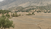 محصولات کشاورزی لوداب به ۱۵۰ کیلوگرم در هکتار رسید
