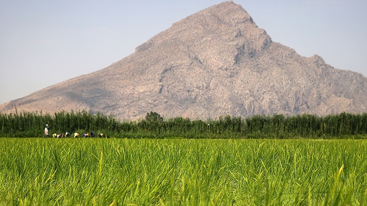 ببینید | رنج کاشت برنج در روستای دشت‌رزم شهرستان نورآباد فارس