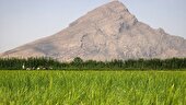 ببینید | رنج کاشت برنج در روستای دشت‌رزم شهرستان نورآباد فارس